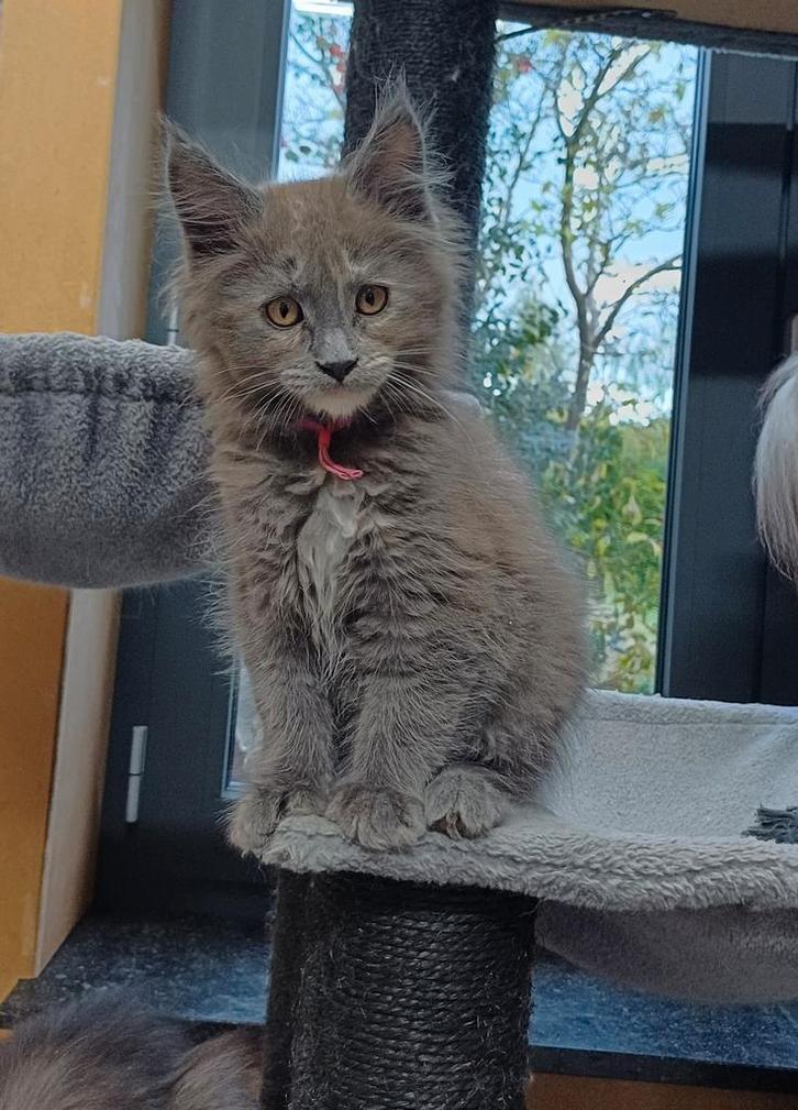 Maine Coon Kitten, Dieren en Toebehoren, Katten en Kittens | Raskatten | Langhaar, Poes, 0 tot 2 jaar, Met stamboom, Gechipt, Ontwormd