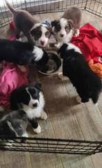 Border collie puppies, Animaux & Accessoires, Chiens | Bergers & Bouviers, Plusieurs, Belgique, 8 à 15 semaines, Éleveur | Loisir