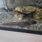 Aquarium met axolotl en goudvis
