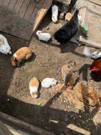 Dwergkonijntjes te koop, Dieren en Toebehoren, Konijnen