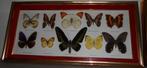 Cadre avec plusieurs papillions., Enlèvement, Utilisé, Insecte, Animal empaillé