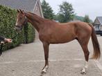 2.5jr ruin van Kiss and Jump (Kannan x Van Gogh), Dieren en Toebehoren, Paarden, Springpaard, Gechipt, Ruin, 0 tot 2 jaar