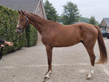 2.5jr ruin van Kiss and Jump (Kannan x Van Gogh) beschikbaar voor biedingen