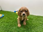 Nestjes Cavapoo pups, België, CDV (hondenziekte), 8 tot 15 weken, Meerdere