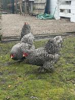 Brahma kriel koekoek