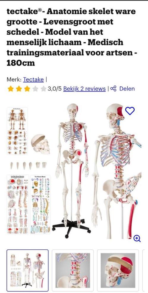 Tectake Anatomie skelet, Diversen, Schoolbenodigdheden, Zo goed als nieuw, Ophalen