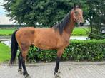 Leuk paard, Dieren en Toebehoren, Paarden, Ruin, Gechipt, 3 tot 6 jaar, 160 tot 165 cm