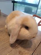 dwergkonijntjes, Dieren en Toebehoren, Konijnen, Geslacht onbekend, Dwerg, Hangoor, 0 tot 2 jaar