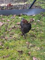 Marans hen, zwart koperhals. Donker chocolade eieren