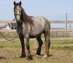 Tinker pony – 4 jaar – 1m21 – Grijs, Merrie, Zadelmak
