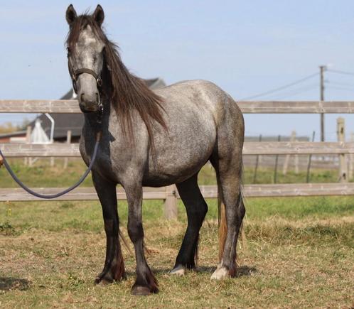 Tinker pony – 4 jaar – 1m21 – Grijs, Dieren en Toebehoren, Pony's, Merrie, Zadelmak
