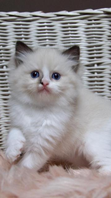 Super lieve ragdoll kitten "bicolor poesje uit top lijnen !