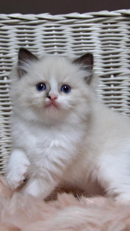 Super lieve ragdoll kitten "bicolor poesje uit top lijnen !, Animaux & Accessoires, Chats & Chatons | Chats de race | Poil long