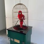 Vintage automaat pratende papegaai met geluid en licht, Autres types, Enlèvement