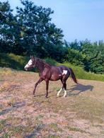 Overo en palominomerrie, Dieren en Toebehoren, Paarden, M