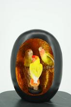 Opgezette Dwergpapegaai in Luxe Display - Wildernis Atelier