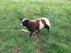 Baggerbonte, een lammetje en een lammetje, Dieren en Toebehoren, Schapen, Geiten en Varkens, Meerdere dieren, Schaap, 0 tot 2 jaar