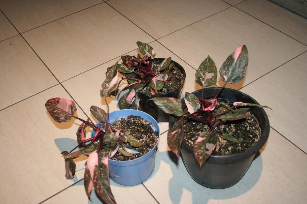 Philodendron Pink Princess, Maison & Meubles, Plantes d'intérieur, Autres espèces, Moins de 100 cm, Plante verte, Ombre partielle
