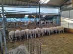 Reforme ooien te koop, Dieren en Toebehoren, Schapen, Geiten en Varkens, Vrouwelijk, Schaap, 3 tot 5 jaar