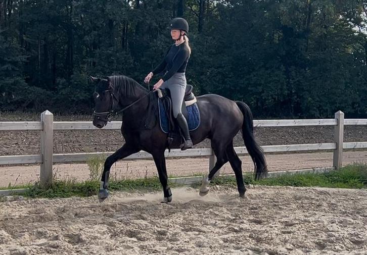 Bloedmooie zwarte ruin 4 jaar, Dieren en Toebehoren, Paarden, Ruin, B, 165 tot 170 cm, 3 tot 6 jaar, Dressuurpaard, Met stamboom