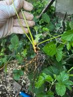 Aardbeien- en frambozenplantjes te koop!, Tuin en Terras, Planten | Fruitbomen, Ophalen of Verzenden, Halfschaduw, Overige soorten