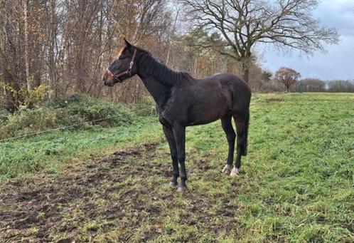 BWP merrie van bijna 7 jaar, Dieren en Toebehoren, Paarden, Merrie, Niet van toepassing, 170 tot 175 cm, 3 tot 6 jaar, Recreatiepaard