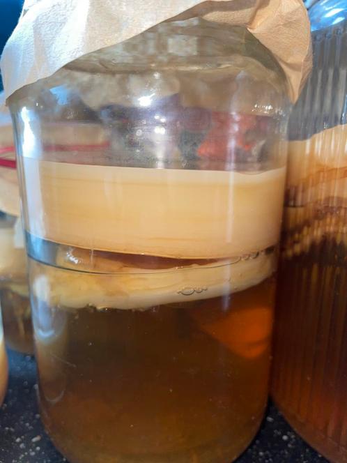 Kombucha scoby met startvloeistof, Diversen, Levensmiddelen, Ophalen of Verzenden