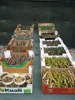 Voorgesneden brandhout (voor alles 5€) - circa 14 dozen, Enlèvement, Comme neuf