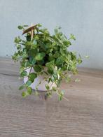 Kamerplant MET stenen buitenpot, Tuin en Terras, Planten | Tuinplanten, Ophalen