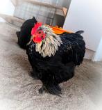 Kriel Cochin, Dieren en Toebehoren