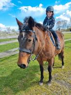 Super brave polo merrie., 11 ans ou plus, Moins de 160 cm, Cheval western, Vermifugé