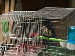 Young Pure Parva Ecolé Widani, Dieren en Toebehoren, Vogels | Overige Vogels, Mannelijk, Wildzangvogel, Tam