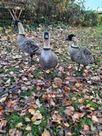 Hawaiigans Sierganzen, Dieren en Toebehoren