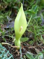Arum Italicum, Tuin en Terras, Planten | Struiken en Hagen, Ophalen