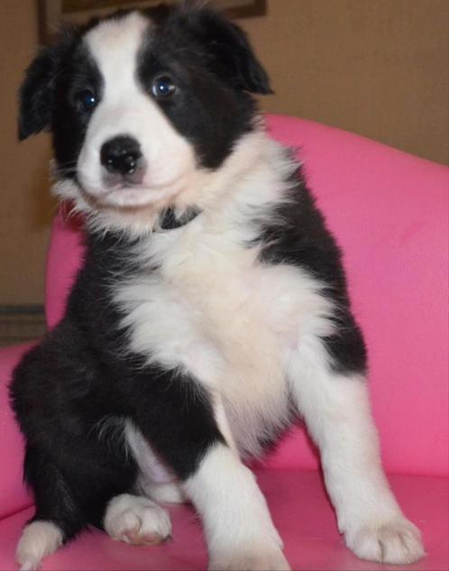 Border Collie's met FCI Stamboom Sint-Hubertus, Dieren en Toebehoren, Honden | Herdershonden en Veedrijvers, Meerdere dieren, Collie