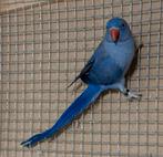 4 Jonge halsbandparkieten, Dieren en Toebehoren, Vogels | Parkieten en Papegaaien, Meerdere dieren, Parkiet, Geringd