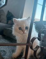 Britse korthaar en langhaar kittens, Dieren en Toebehoren, Katten en Kittens | Raskatten | Langhaar, Meerdere dieren, Gechipt