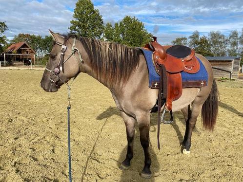 6j grullo merrie, Dieren en Toebehoren, Paarden, Merrie, Zadelmak, Minder dan 160 cm, 3 tot 6 jaar, Recreatiepaard, Gechipt, Ontwormd