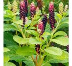 Oosterse karmozijnbes - Phytolacca acinosa, Ophalen, Zomer, Vaste plant