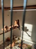 Zilverbekjes, Dieren en Toebehoren