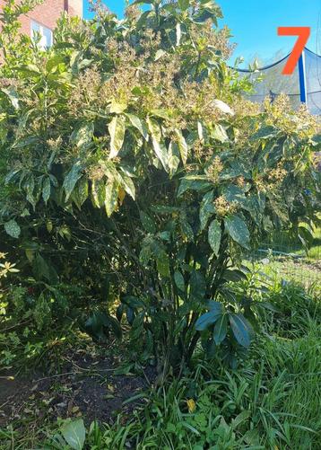 Planten /struik/ tuin/ boom/  beschikbaar voor biedingen
