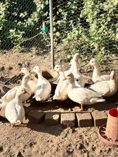 Hollandse kwakers, Dieren en Toebehoren, Pluimvee