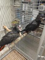 Super tamme baby Zwarte Roodstaart Kaketoes mannen, Dieren en Toebehoren, Geringd