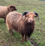Lieve en mooie Ouessant ram schaap - 8 maanden oud, Animaux & Accessoires, Moutons, Chèvres & Cochons, Mâle, Mouton, 0 à 2 ans