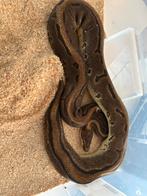Plusieurs python a vendre priver pour plus de renseignements, Dieren en Toebehoren