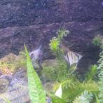 Maanvis, Dieren en Toebehoren