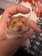 Goudhamster, Dieren en Toebehoren, Knaagdieren, Hamster