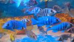 Malawi Placidochromis tanzania