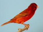 Rood agaat kanaries, Dieren en Toebehoren, Vogels | Kanaries, Mannelijk, Kleurkanarie