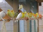 Mooie, verzorgde kanaries - forse koppels , zangers !, Dieren en Toebehoren, Vogels | Kanaries